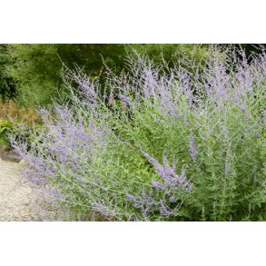 Slvperovskia. Perovskia atriplicifolia. Fr.