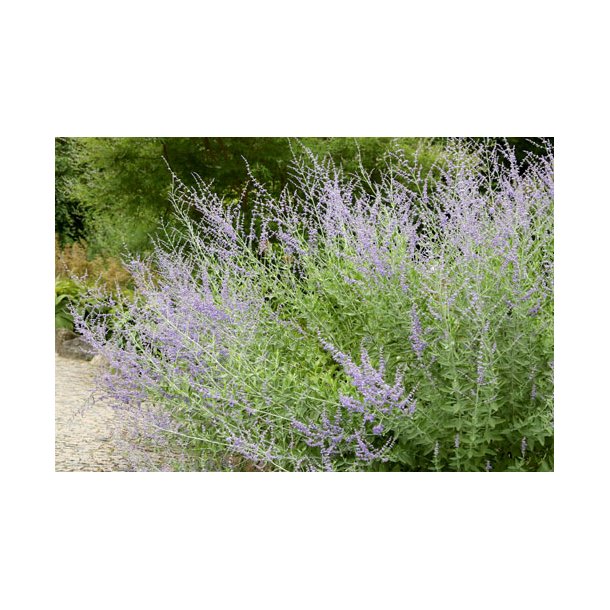 Slvperovskia. Perovskia atriplicifolia. Fr.