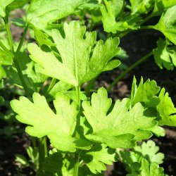 Persillerod fr�. Halflong. Petroselinum crispum. Ca. 1950 Fr�.