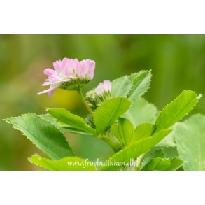 Klver. Persisk. Trifolium resupinatum. Fr