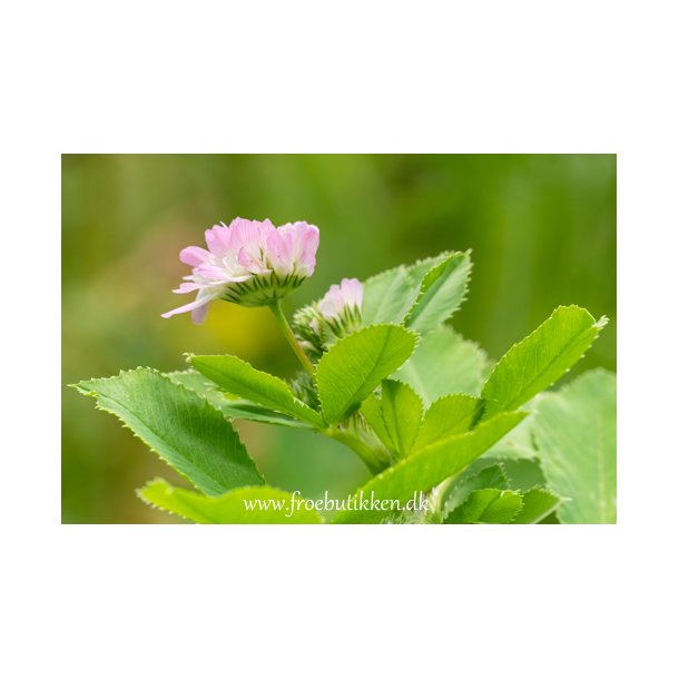 Klver. Persisk. Trifolium resupinatum. Fr