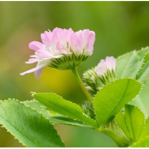 Klver. Persisk. Trifolium resupinatum. Fr