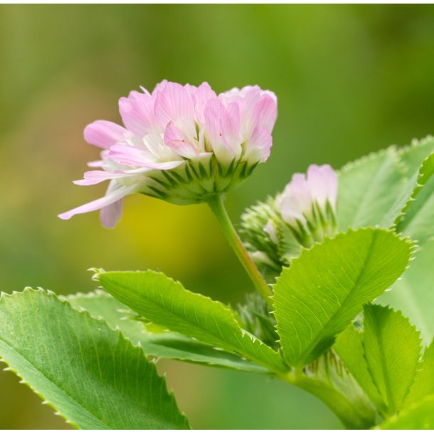 Klver. Persisk. Trifolium resupinatum. Fr