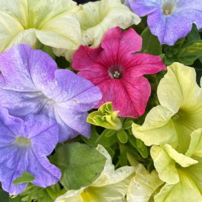 Petunia fr�. Petunia grandiflora. Limbo pastel mixture. F1. Ca. 25 Fr�