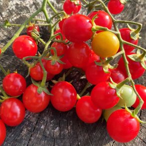 Tomat fr�. Philamina. Solanum lycopersicum. Ca. 10 Fr�