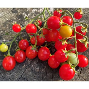 Tomat. Philamina. Solanum lycopersicum. Fr