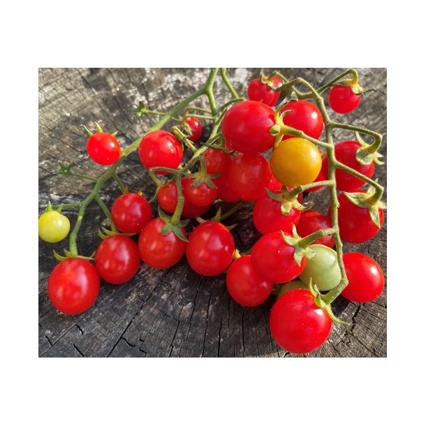 Tomat. Philamina. Solanum lycopersicum. Fr