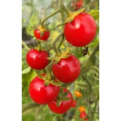 Tomat. Philamina. Solanum lycopersicum. Fr