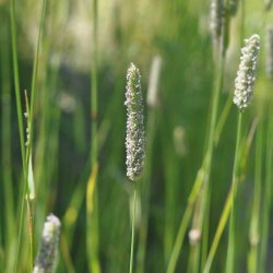 Gr�sser. Engrottehale. Phleum pratense. Ca. 18000 Fr�