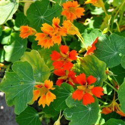 Blomsterkarse. Phoenix. Tropaeolum nanum. Ca. 20 Fr�