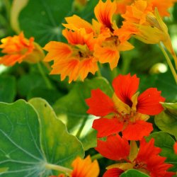 Blomsterkarse. Phoenix. Tropaeolum nanum. Ca. 20 Fr�