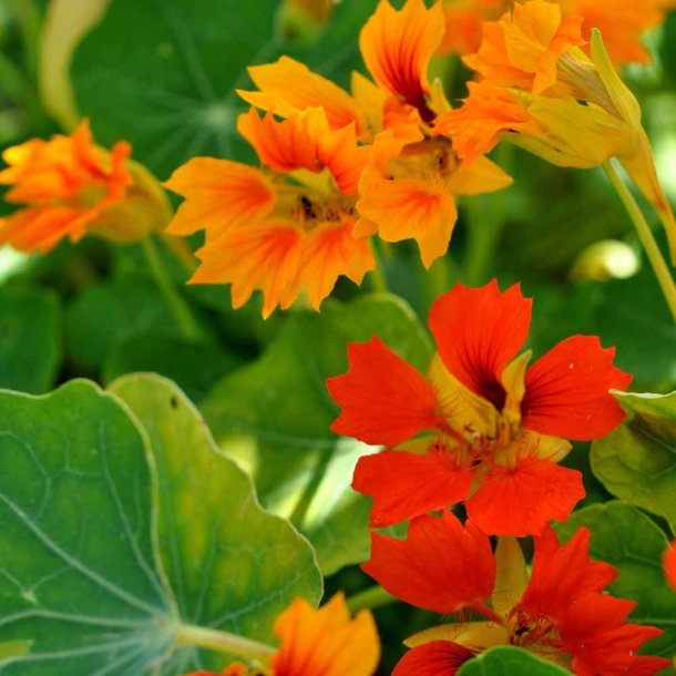 Blomsterkarse. Phoenix. Tropaeolum nanum. Ca. 20 Fr�