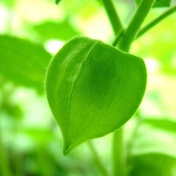 Ananaskirseb�r fr�. Physalis peruviana. Ca. 300 Fr�.