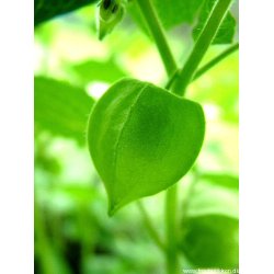 Ananaskirsebr. Physalis peruviana. Fr.