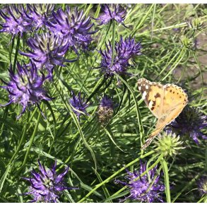 Alperapunsel. Phyteuma scheuchzeri. Fr