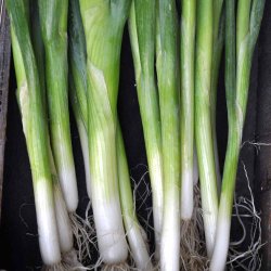 Pibel�g fr�. Ishikura. Allium fistulosum. Ca. 900 Fr�.