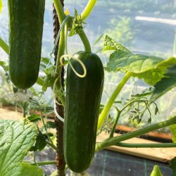 Agurk fr�. Picolino. F1 �kologisk. Cucumis sativus. Ca. 6 Fr�