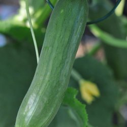 Agurk fr�. Picolino. F1 �kologisk. Cucumis sativus. Ca. 6 Fr�
