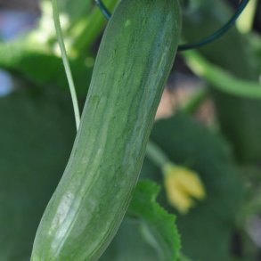 Agurk fr�. Picolino. F1 �kologisk. Cucumis sativus. Ca. 6 Fr�