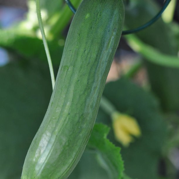 Agurk fr�. Picolino. F1 �kologisk. Cucumis sativus. Ca. 6 Fr�
