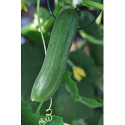 Agurk fr. Picolino. F1 kologisk. Cucumis sativus. Ca. 6 Fr