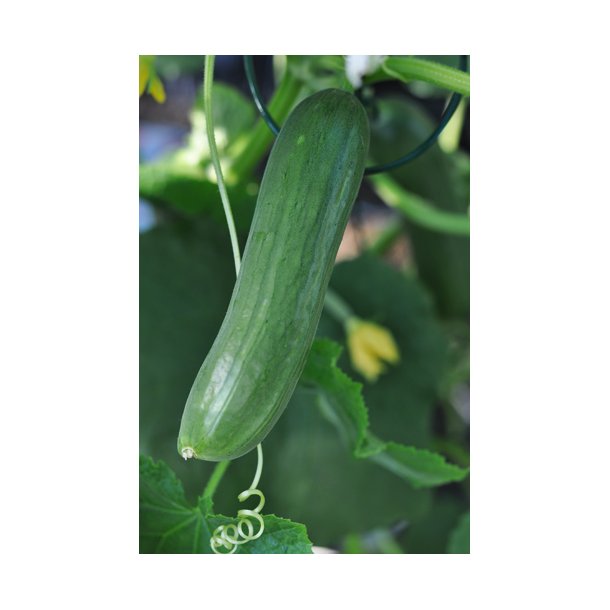 Agurk. Picolino. F1 kologisk. Cucumis sativus.Fr