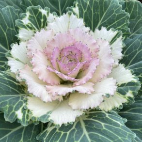Pyntek�l fr�. Pigeon Victoria. Brassica oleracea. Ca. 30 Fr�