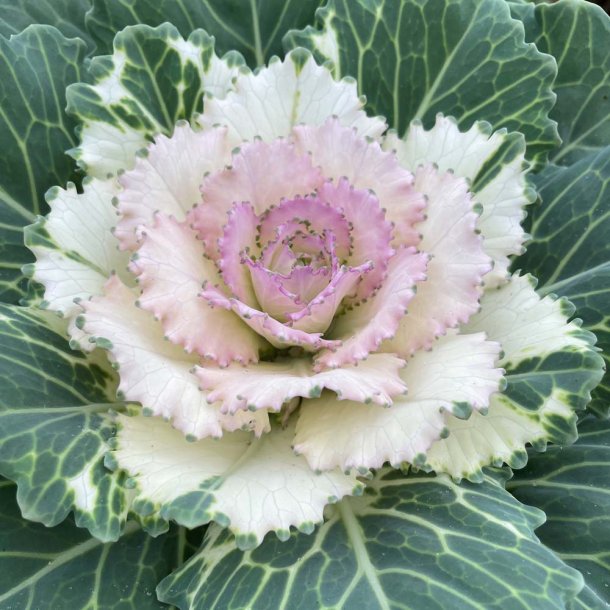 Pyntek�l fr�. Pigeon Victoria. Brassica oleracea. Ca. 30 Fr�