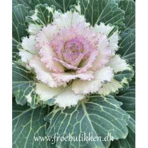 Pyntekl. Pigeon Victoria. Brassica oleracea. Fr