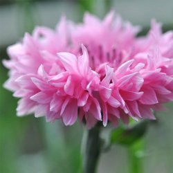 Kornblomster fr�. Pink ball. Centaurea cyanus. Ca. 1250 Fr�