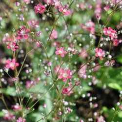 Brudesl�r fr�. Carmine. Gypsophila elegans. Ca. 7700 Fr�