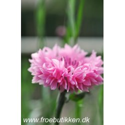 Kornblomster. Pink ball. Centaurea cyanus. Fr