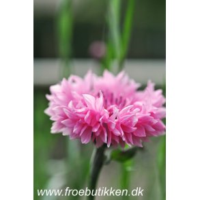 Kornblomster. Pink ball. Centaurea cyanus. Fr