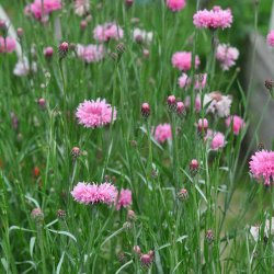 Kornblomster fr�. Pink ball. Centaurea cyanus. Ca. 1250 Fr�