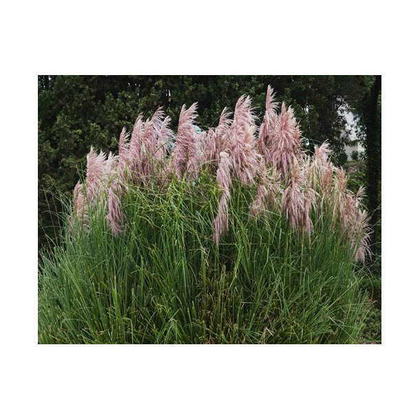Grs. Pink Pampas. Cortaderia selloana. Fr