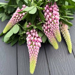 Lupiner fr�. Pink shades. Lupinus polyphyllus Lupini. Ca. 45 Fr�