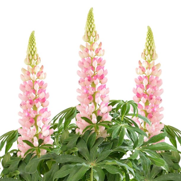 Lupiner fr�. Pink shades. Lupinus polyphyllus Lupini. Ca. 45 Fr�