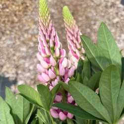 Lupiner fr�. Pink shades. Lupinus polyphyllus Lupini. Ca. 45 Fr�
