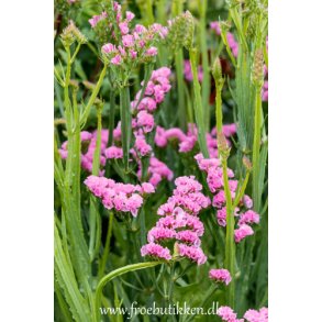 Hindebger / Staticer. Rose. Limonium sinuatum. Fr