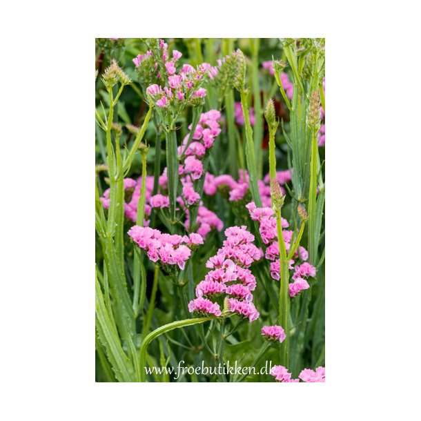 Hindebger / Staticer. Rose. Limonium sinuatum. Fr