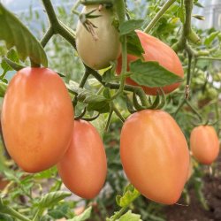 Tomat fr�. Pink Thai egg. Solanum lycopersicum. Ca. 10 Fr�