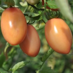 Tomat fr�. Pink Thai egg. Solanum lycopersicum. Ca. 10 Fr�
