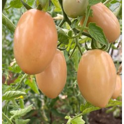 Tomat fr�. Pink Thai egg. Solanum lycopersicum. Ca. 10 Fr�
