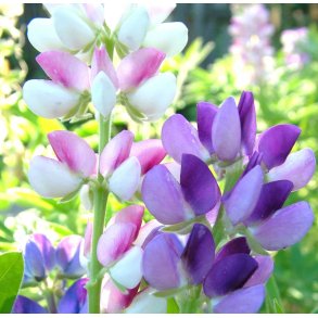 Lupiner. Pixie delight. Lupinus hartwegii nanus. Fr.