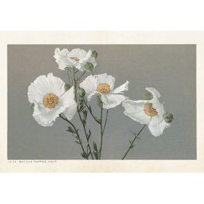 Plakat. Californiske valmuer