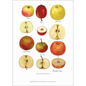Plakat. �blesorter