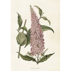 Plakat. Sommerfuglebusk