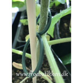 Planteclips. Ottetalsformede. Grnne