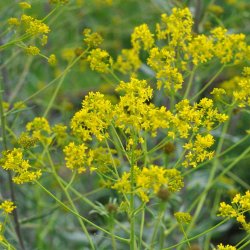 Farvevajd fr�. Isatis tinctoria. Ca. 55 Fr�