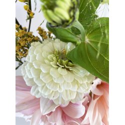 Frkenhat. Polar bear. Zinnia elegans. Fr.